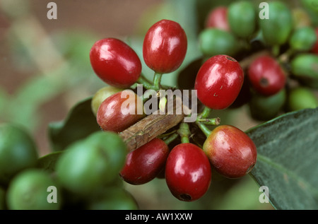 Mature arabica rosse ciliegie di caffè sulla boccola del Kenya Foto Stock