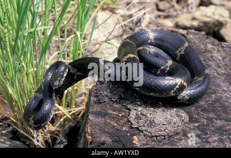 Il russo biacco. Bikin river, Ussuriland settentrionale, Russia. Foto Stock