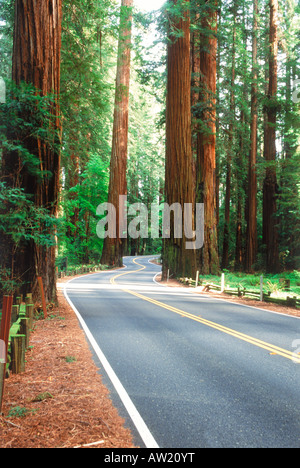 Autostrada 101 avvolgimento attraverso il Redwood National Forest in California del Nord Foto Stock