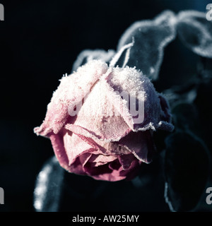 Frosty Rose Foto Stock