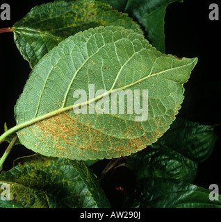 Prugna ruggine Tranzschelia scolorire pustole sulle foglie di prugne lato inferiore Foto Stock