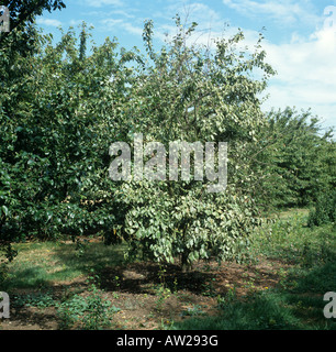 Albero di prugna con foglia argento Chondrostereum purpureum Foto Stock