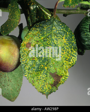 Prugna ruggine Tranzschelia scolorire necrotic scolorimento sulla foglia di prugne superficie superiore Foto Stock