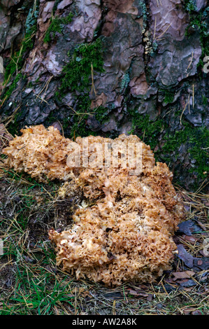 Sparassis crispa fungo di cavolfiore Foto Stock