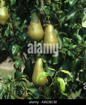 Conferenza di frutta pera sull'albero Foto Stock