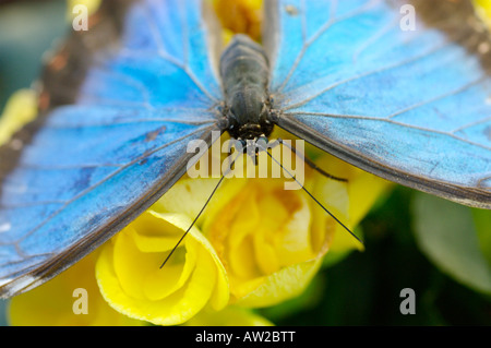 Un blu Morpho farfalla su un fiore giallo Foto Stock