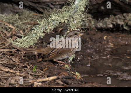 Lincoln il passero, Melospiza lincolnii, all'acqua. Foto Stock