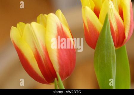 Rosso e Giallo di tulipani di Stresa Foto Stock