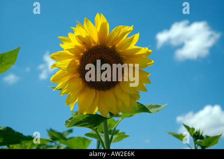 Girasole Foto Stock