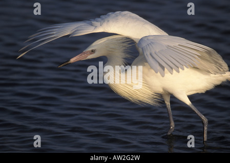 Garzetta rossastra white morph, Egretta rufescens, la pesca da acqua di ombreggiatura. Foto Stock