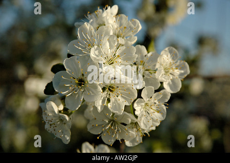 Fiorisce su un aspro ciliegio (Prunus cerasus) contro unsharp sfondo. Foto Stock