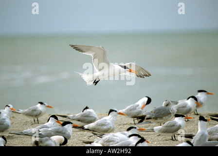 Royal Sterne su Bowman Beach, Sanibel Island Fla Foto Stock