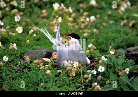 Arctic Tern nidificazione sull isola di maggio Foto Stock