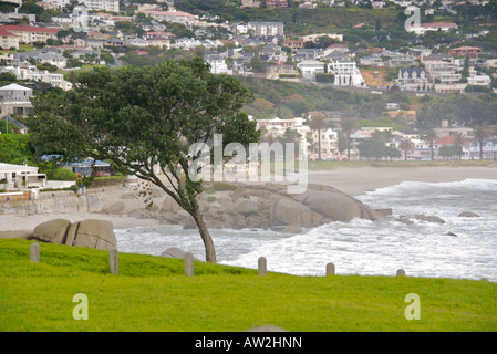 Un albero ha ceduto alla punizione si snoda lungo la costa di Cape Town, Sud Africa, Agosto 2007 Foto Stock