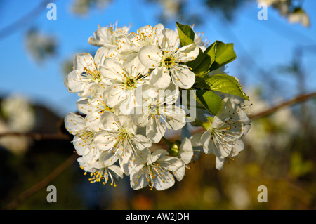 Fiorisce su un aspro ciliegio (Prunus cerasus) contro unsharp sfondo. Foto Stock