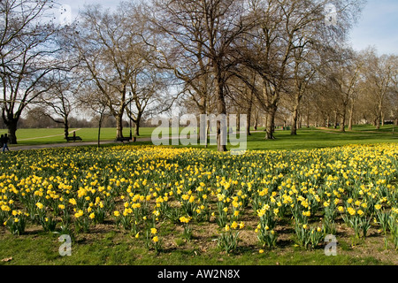 Fioritura narcisi (Narcissus pseudonarcissus) in Hyde park Foto Stock