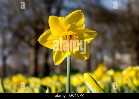 Fioritura daffodil (Narcissus pseudonarcissus) in Hyde park Foto Stock