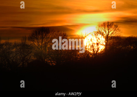 Il sole che tramonta dietro una fila di alberi. Foto Stock