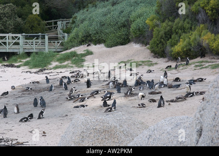 I Penguins africani in vari stadi di maturazione sulla spiaggia di Boulder, fuori da Cape Town, Sud Africa, Agosto 2007. Foto Stock