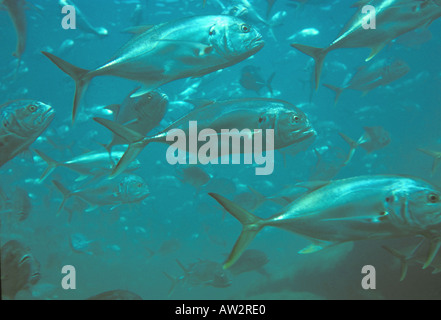 Subacquea acqua salata gamefish scuola di jack crevalle pesca pesca Foto Stock