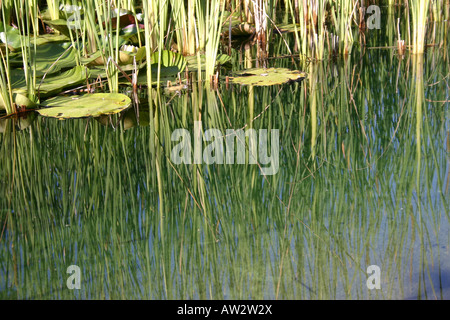 La riflessione di ninfee e canneti in stagno Foto Stock
