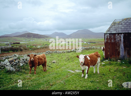 Azienda Agricola bestiame al villaggio di Howmore sull isola di South Uist nelle Ebridi Esterne, Scozia Foto Stock