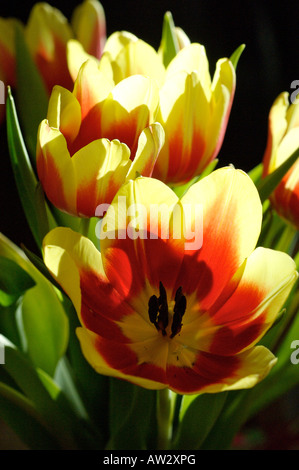 Rosso e Giallo di tulipani di Stresa Foto Stock
