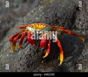 Granchio rosso sulla roccia delle isole Galapagos Foto Stock