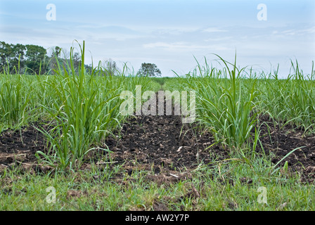 I giovani la canna da zucchero cresce nel campo Foto Stock