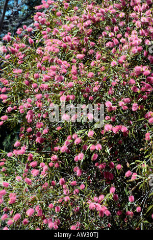 Suggerimenti rosa Tree/Willow scovolino da bottiglia- Callistemon salignus-famiglia Myrtaceae Foto Stock