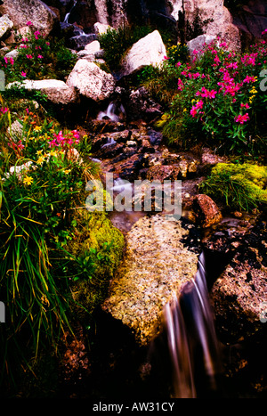 Piccolo ruscello, Bugaboo Parco Provinciale, British Columbia, Canada Foto Stock