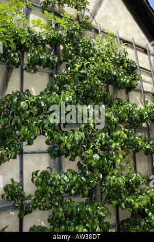 La pera comune (Pyrus communis 'Williams Cristo'), pera "William Cristo' su un reticolo Foto Stock