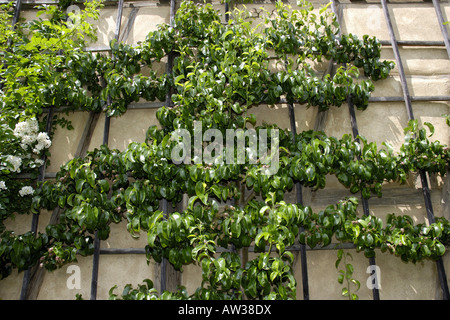 La pera comune (Pyrus communis 'Williams Cristo'), pera "William Cristo' su un reticolo Foto Stock