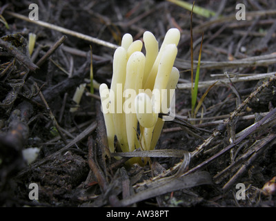 Moor club (Clavaria argillacea), su un prato Foto Stock