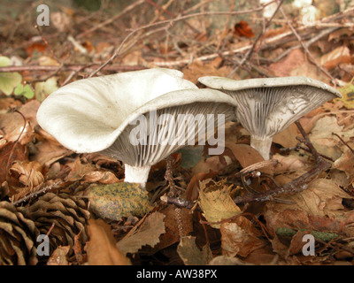 Imbuto di anice (Clitocybe odora), sul suolo della foresta Foto Stock