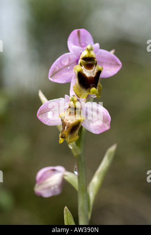 Sawfly orchidea (Ophrys tenthredinifera), fioritura, Spagna, Andalusia Foto Stock