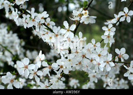 PRUNUS SPINOSA PRUGNOLO O SLOE BLOSSOM ai primi di marzo Foto Stock