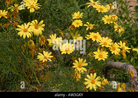 Daisy giallo letto floreale Foto Stock
