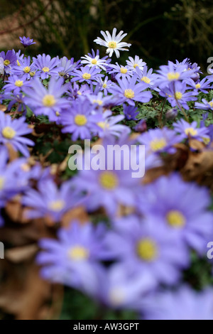 ANEMONE BLANDA sfumature di blu Foto Stock