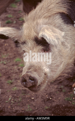 " Gloucestershire vecchio spot" del maiale, Inghilterra, Regno Unito. Foto Stock