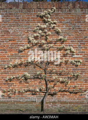 Addestrati a spalliera pear tree in un giardino murato, Inghilterra, Regno Unito. Foto Stock