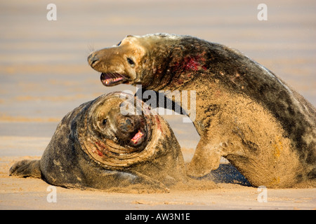 Guarnizione grigia Halichoerus grypus tori combattimenti sulla barra di sabbia donna nook lincolnshire Foto Stock