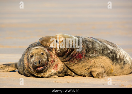 Guarnizione grigia Halichoerus grypus tori combattimenti sulla barra di sabbia donna nook lincolnshire Foto Stock