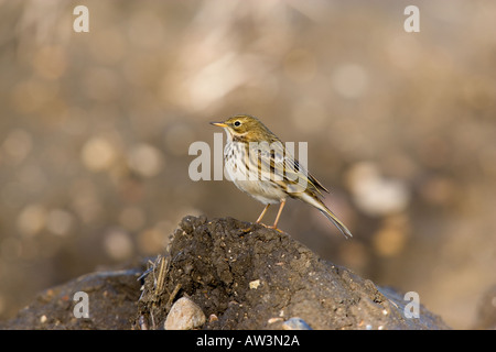 Meadow pipit Anthus pratensis appollaiato sulla zolla di suolo sul campo arabile ashwell con bel al di fuori della messa a fuoco lo sfondo Foto Stock