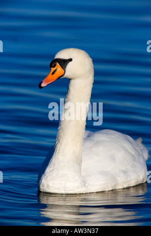 Cigno Cygnus olor nuoto su un bel blu acqua welney norfolk Foto Stock