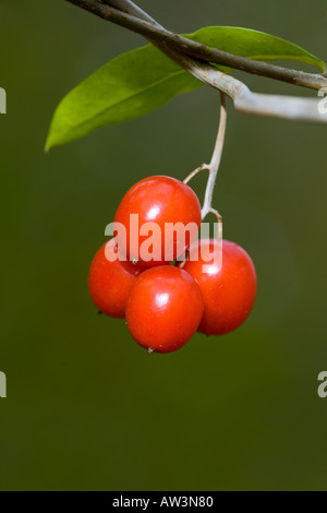 White Bryony Bryonia dioica dettaglio colpo di bacche rosse con bello sfondo disinnescare potton bedfordshire Foto Stock