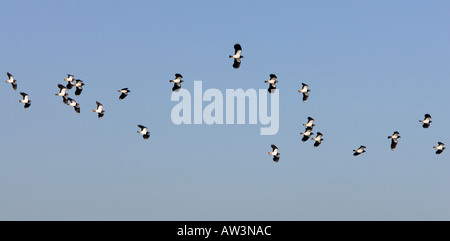 Gregge di Pavoncella Vanellus vanellus battenti contro un cielo blu welney norfolk Foto Stock