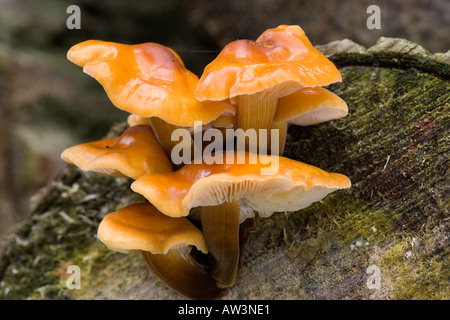 Bel gruppo di gambo di velluto Flammulina velupides sul registro di pioppo potton bedfordshire Foto Stock