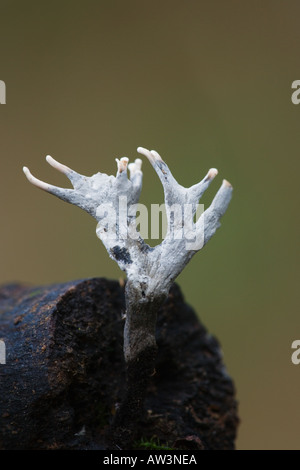 Il tabacco da fiuto per candela fungo Xylaria hypoxylon sul log vecchi con una bella fuori fuoco ashridge sfondo Foto Stock