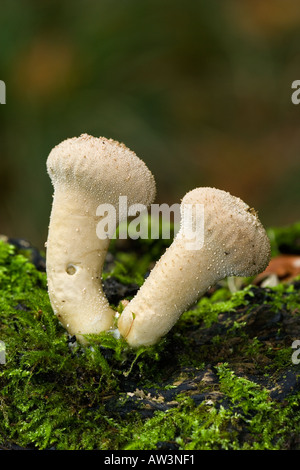 Coppia di comune Puffball Lycoperdon perlatum cresce su moss registro coperto con bella fuori fuoco sfondo legno therfield herts Foto Stock